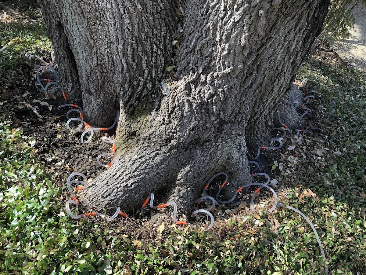 Detailed Tree Cabling and Bracing job site in New Riegel