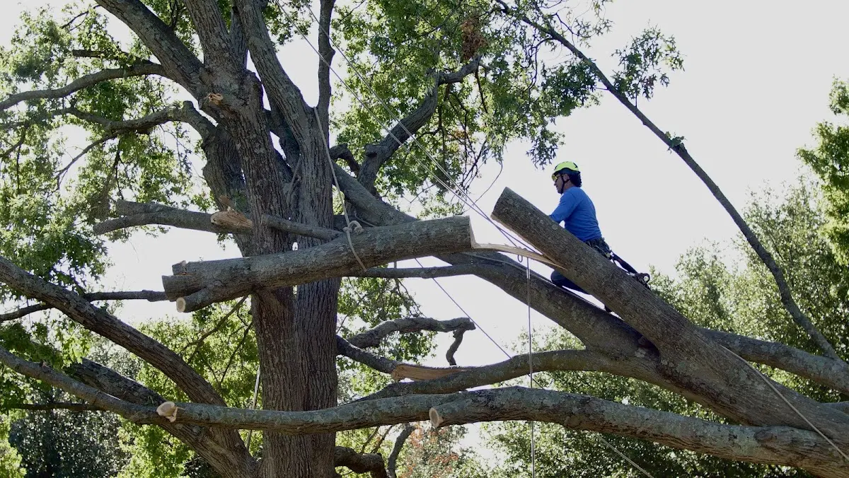 Professional Crown Thinning performed by certified arborists in New Riegel