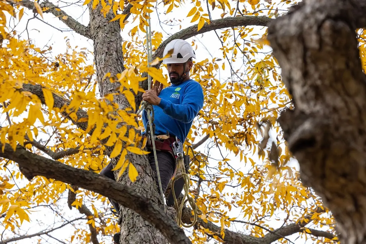 Skilled Tree Pruning crew working in New Riegel
