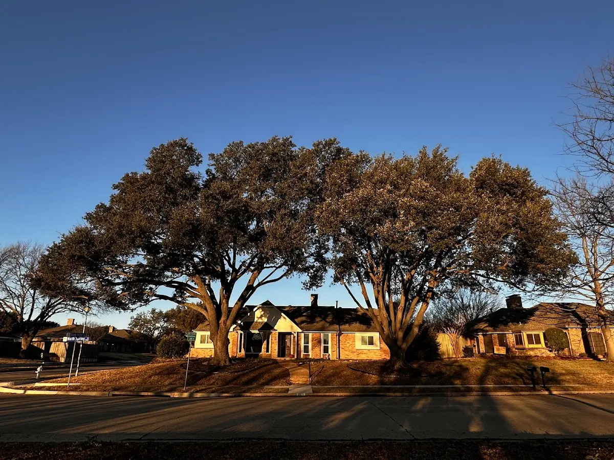 Established residential canopy tree shading a home in New Riegel